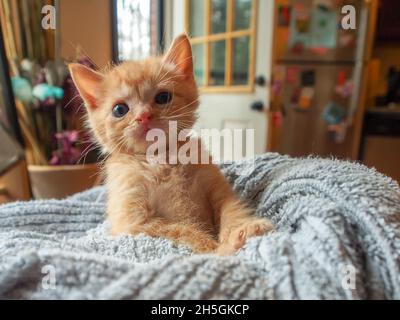 Ginger gattino seduto come una persona mentre avvolto in un asciugamano blu Foto Stock