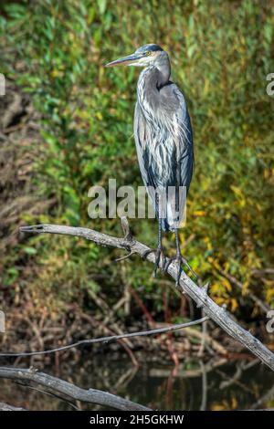 Great Blue Heron (Ardea herodias), che si erge su un vecchio ramo di Cottonwood su East Plum Creek, Castle Rock Colorado USA. Foto scattata nel mese di settembre. Foto Stock