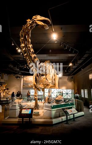 Vista di un fossile di un Apatosauro alla mostra evoluzione del pianeta presso il Field Natural History Museum di Chicago, il, USA Foto Stock