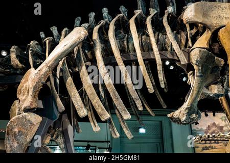 Vista ravvicinata di un fossile di un Apatosauro alla mostra in evoluzione Planet Evolution al Field Natural History Museum di Chicago, il, USA Foto Stock