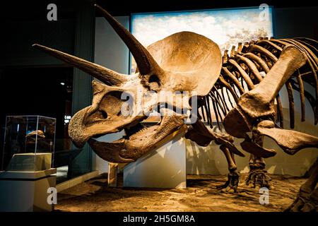 Vista di un fossile di un funky Triceratops alla mostra evoluzione Planet Evolution al Field Natural History Museum di Chicago, il, USA Foto Stock