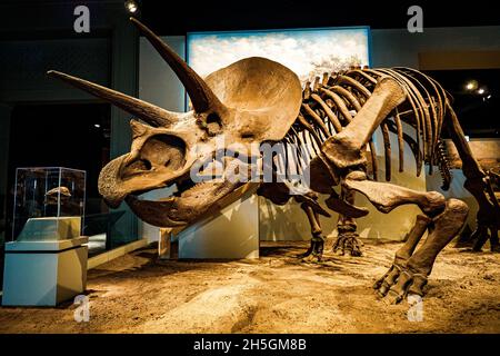 Vista di un fossile di un funky Triceratops alla mostra evoluzione Planet Evolution al Field Natural History Museum di Chicago, il, USA Foto Stock