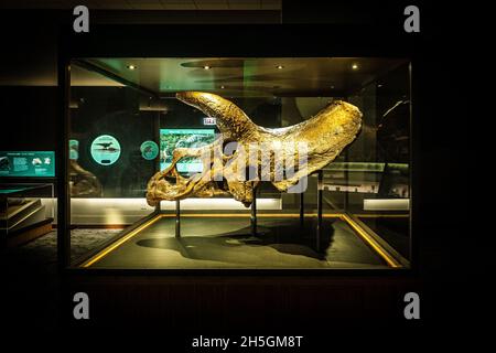 Impressionante cranio fossile di un dinosauro Triceratops alla mostra in evoluzione Planet Evolution al Field Natural History Museum di Chicago, il, USA Foto Stock