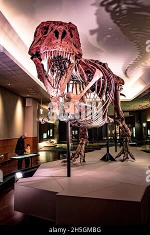Vista del famoso fossile di sue, un enorme T. rex, alla mostra in evoluzione Planet Evolution al Field Natural History Museum di Chicago, il, USA Foto Stock