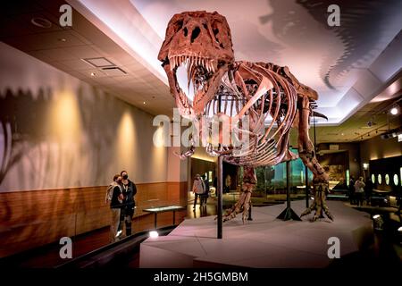 Vista del famoso fossile di sue, un enorme T. rex, alla mostra in evoluzione Planet Evolution al Field Natural History Museum di Chicago, il, USA Foto Stock