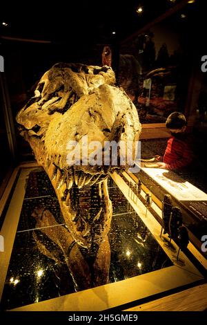 Vista del vero cranio di sue, uno scheletro fossile T. rex, alla mostra in evoluzione Planet al Field Natural History Museum di Chicago, il, USA Foto Stock
