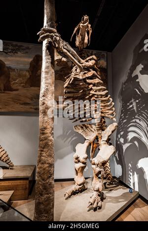 Scheletro fossile di un Megatherium eretto alla mostra Evolving Planet Evolution, il Field Natural History Museum di Chicago, il, USA Foto Stock