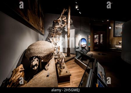 Scheletro fossile di un megaterio e di un Glyptotherium alla mostra evoluzione del pianeta, il Field Natural History Museum di Chicago, il, USA Foto Stock