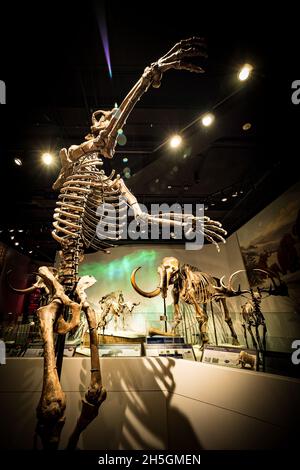 Scheletro fossile di un orso eretto della caverna alla mostra evoluzione del pianeta presso il Field Natural History Museum di Chicago, il, USA Foto Stock