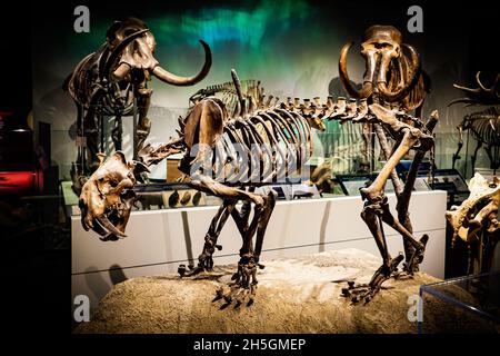 Scheletro fossile del gatto Smilodon a denti di sciabola alla mostra evoluzione del pianeta presso il Field Natural History Museum di Chicago, il, USA Foto Stock