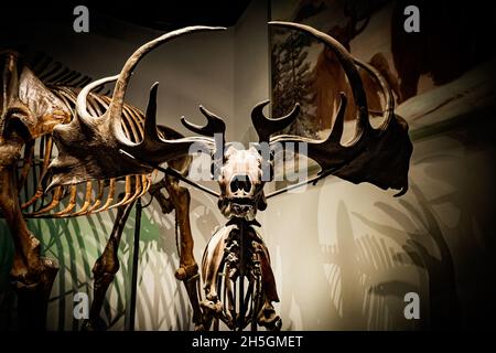 Ricostruzione dello scheletro fossile di un Megalocero alla mostra evoluzione del pianeta presso il Field Natural History Museum di Chicago, il, USA Foto Stock