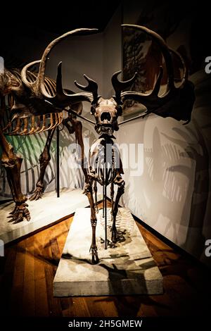 Ricostruzione dello scheletro fossile di un Megalocero alla mostra evoluzione del pianeta presso il Field Natural History Museum di Chicago, il, USA Foto Stock