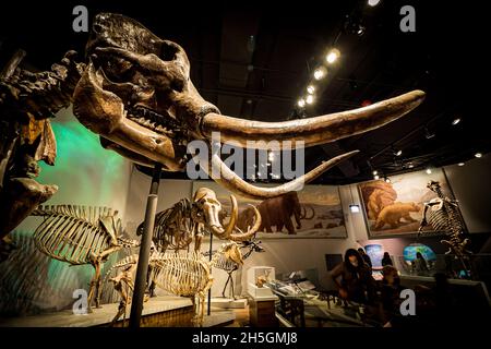 Scheletro Mastodon e altri fossili dell'era glaciale alla mostra evoluzione del pianeta al Field Natural History Museum di Chicago, il, USA Foto Stock