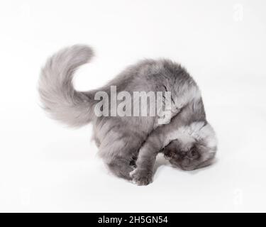 Divertente gatto grigio con capelli lunghi che gioca come i hes che fanno un Summersault. Foto Stock