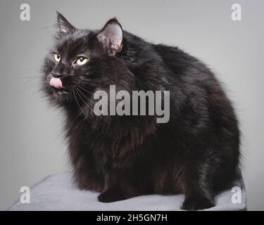 Divertente gatto nero a capelli lunghi leccando il naso. Foto Stock