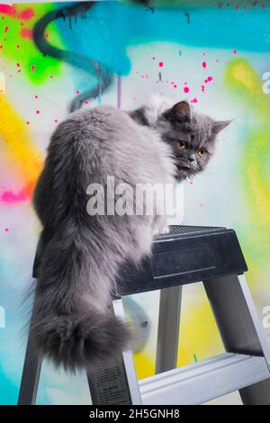 Divertente gatto grigio dall'aspetto grumpy su una scala, guardando indietro sopra la spalla. Foto Stock