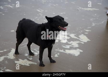 Labrador mix sulla spiaggia del Devon Foto Stock