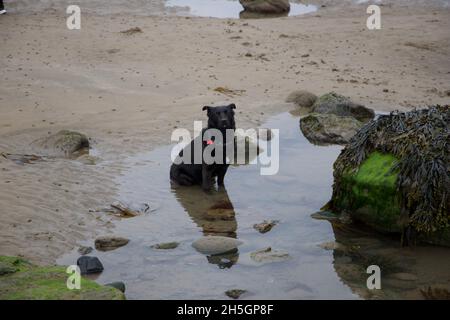 Black Labrador si trova sulla spiaggia West-Wittering nel Devon Foto Stock