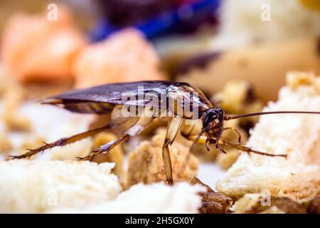 Scarafaggio Periplaneta, noto come scarafaggio rosso o scarafaggio americano, mangiare crostini di pane e immondizia di sinistra, rischio di contaminazione Foto Stock