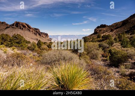 Un'oasi riempie la Desert Valley nel Big Bend National Park Foto Stock