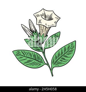 Pianta velenosa Datura isolato su sfondo bianco. Illustrazione vettoriale colorata disegnata a mano in stile incisione. Illustrazione Vettoriale