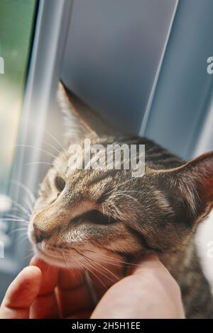Mano di uomo che stroking gatto tabby. Il pussycat a righe siede sul davanzale. Il PET gode della cura e dell'affetto. Giornata estiva soleggiata fuori dalla finestra. Foto Stock