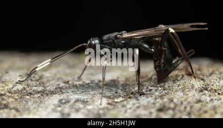 Femmina di wasp di ichneumon, Xorides sepulchralis uova di deposizione in legno di aspen Foto Stock