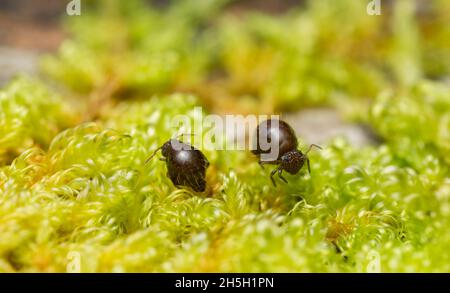 Trecce globulari, symphypleona su muschio, close-up estremo con ingrandimento elevato Foto Stock