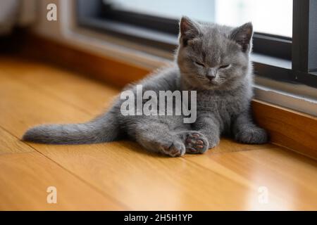 Il gattino si trova sul pavimento in legno nella stanza. Rotolò gli occhi dal sonno e stava per dormire, un puro e bel blu Shorthai britannico Foto Stock