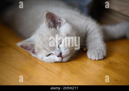 Il gattino dorme con occhi sonnolenti e sonnolenti, un Shortair britannico color lilla che giace su un pavimento di legno nella stanza, un primo piano di un volto che cerca di o Foto Stock