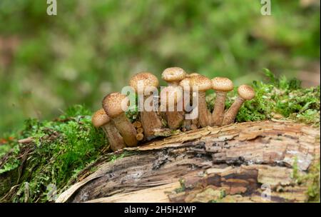 Funghi Amarilla coltivati su legno Foto Stock