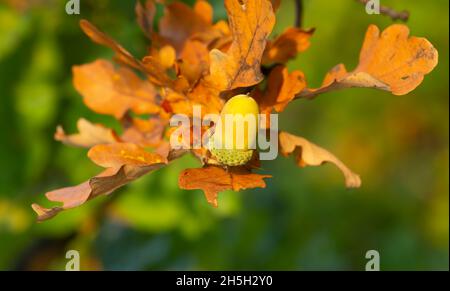 Quercia europea, Quercus robur ramoscello con ghiande in autunno con sfondo sfocato Foto Stock