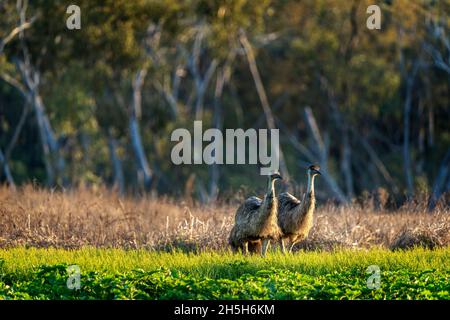 MOB di EMO (Dromaeus novaehollandiae) che cammina attraverso il paddock all'alba. Lake Murphy Conservation Park, Queensland Foto Stock