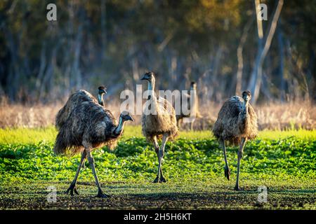 MOB di EMO (Dromaeus novaehollandiae) che cammina attraverso il paddock all'alba. Lake Murphy Conservation Park, Queensland Foto Stock