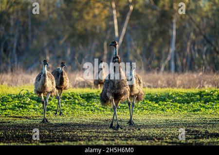 MOB di EMO (Dromaeus novaehollandiae) che cammina attraverso il paddock all'alba. Lake Murphy Conservation Park, Queensland Foto Stock