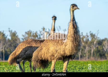 MOB di EMO (Dromaeus novaehollandiae) che cammina attraverso il paddock all'alba. Lake Murphy Conservation Park, Queensland Foto Stock