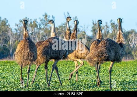 MOB di EMO (Dromaeus novaehollandiae) che cammina attraverso il paddock all'alba. Lake Murphy Conservation Park, Queensland Foto Stock