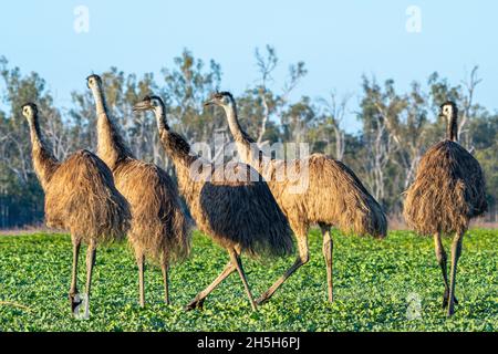 MOB di EMO (Dromaeus novaehollandiae) che cammina attraverso il paddock all'alba. Lake Murphy Conservation Park, Queensland Foto Stock