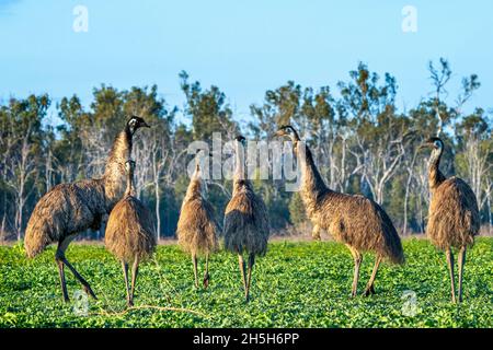 MOB di EMO (Dromaeus novaehollandiae) che cammina attraverso il paddock all'alba. Lake Murphy Conservation Park, Queensland Foto Stock