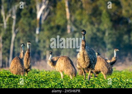 MOB di EMO (Dromaeus novaehollandiae) che cammina attraverso il paddock all'alba. Lake Murphy Conservation Park, Queensland Foto Stock