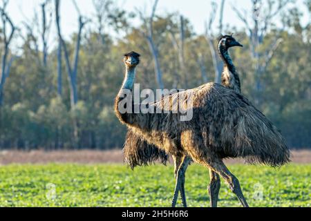 MOB di EMO (Dromaeus novaehollandiae) che cammina attraverso il paddock all'alba. Lake Murphy Conservation Park, Queensland Foto Stock