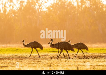 Emus (Dromaeus novaehollandiae) camminando attraverso il paddock all'alba. Lake Murphy Conservation Park, Queensland Foto Stock