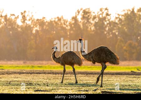 Emus (Dromaeus novaehollandiae) camminando attraverso il paddock all'alba. Lake Murphy Conservation Park, Queensland Foto Stock