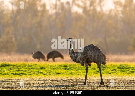 Emus (Dromaeus novaehollandiae) camminando attraverso il paddock all'alba. Lake Murphy Conservation Park, Queensland Foto Stock