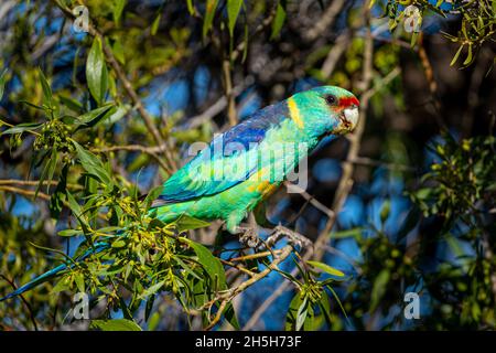 Mallee ringneck (Barnardius zonarius barnardi) in fogliame. Cunnamulla, Queensland occidentale, Australia Foto Stock