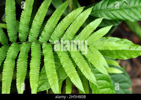 Fern lascia tra le altre foglie sul cespuglio Foto Stock