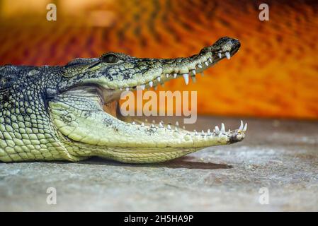Una foto in primo piano di un coccodrillo con le mascelle aperte. Testa di coccodrillo a bocca aperta Foto Stock
