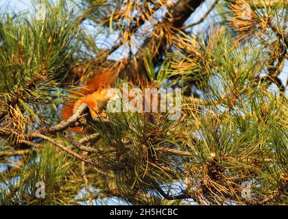 scoiattolo arrugginito, sciurus vulgaris siede nei rami di un pino, crogiolandosi al sole autunnale. Foto Stock