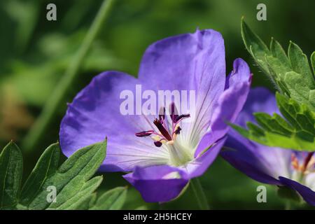 primo piano di un bel fiore di geranio blu contro uno sfondo verde sfocato, vista laterale Foto Stock