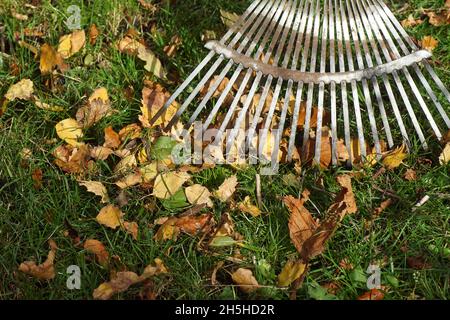 Rastrellare le foglie d'autunno con un rastrello in metallo sul prato. Giardino olandese, autunno, novembre, Paesi Bassi Foto Stock